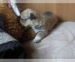 Small Photo #27 Australian Shepherd-Pembroke Welsh Corgi Mix Puppy For Sale in GALLEGOS, NM, USA