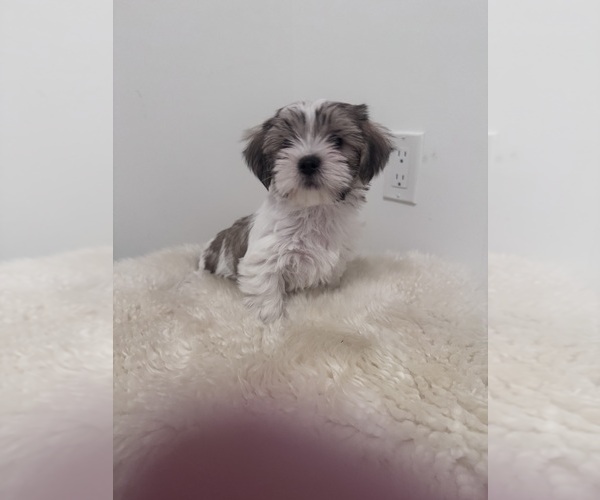 Medium Photo #1 Shorkie Tzu Puppy For Sale in MOHAWK, NY, USA