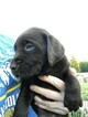 Small Photo #29 Labrador Retriever Puppy For Sale in EATONVILLE, WA, USA