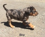 Small Photo #2 Catahoula Leopard Dog Puppy For Sale in TRYON, NC, USA
