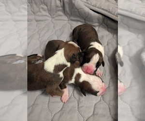 Boxer Puppy for sale in MOREHEAD, KY, USA