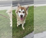 Small #4 Siberian Husky Mix