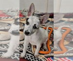 Small Australian Cattle Dog Mix