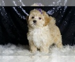 Small Photo #19 Maltipoo (Miniature) Puppy For Sale in WARSAW, IN, USA