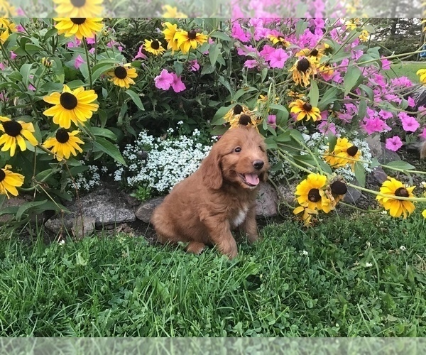 Medium Photo #10 Goldendoodle-Poodle (Miniature) Mix Puppy For Sale in CURTISS, WI, USA