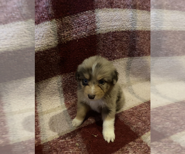 Medium Photo #2 Australian Shepherd Puppy For Sale in EXETER, MO, USA
