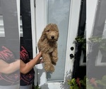 Puppy Barry Goldendoodle
