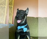 Small #1 German Shepherd Dog-Norwegian Elkhound Mix