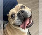 Small #1 American Bulldog