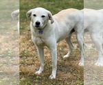 Small #2 Labrador Retriever Mix