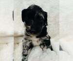 Puppy Puppy 9 Aussiedoodle-Goldendoodle Mix