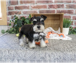 Small #3 Schnauzer (Miniature)