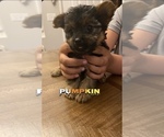 Puppy 2 Yorkshire Terrier