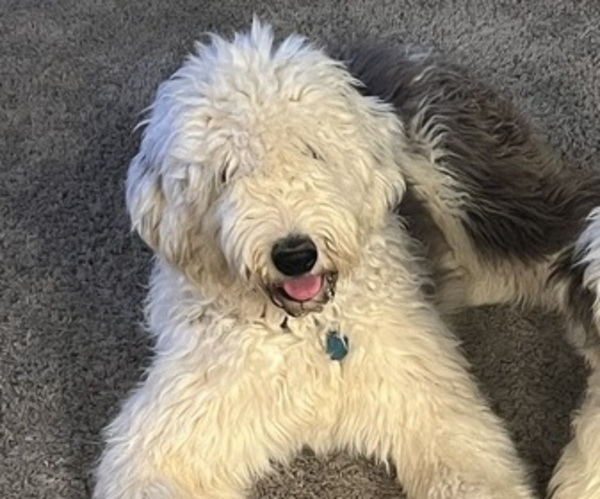 Medium Photo #1 Sheepadoodle Puppy For Sale in SQUIRES, MO, USA