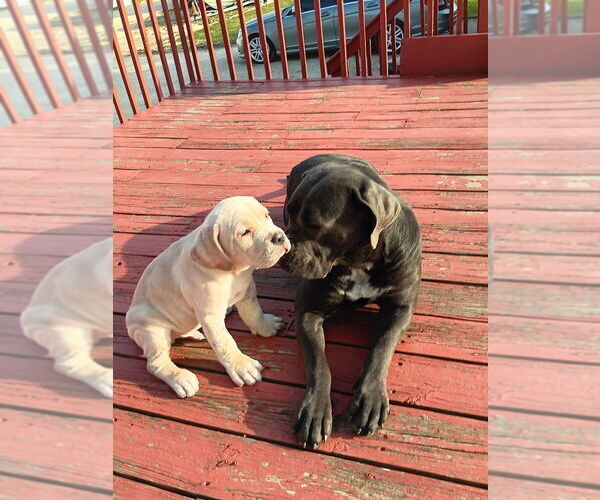 Medium Photo #8 Cane Corso Puppy For Sale in MARENGO, IL, USA