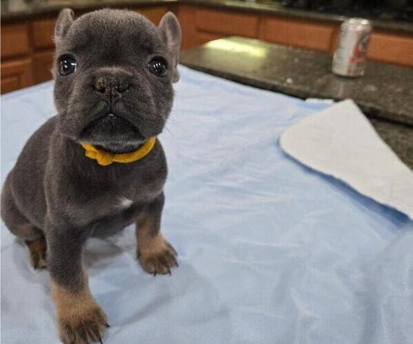 Medium Photo #1 French Bulldog Puppy For Sale in SACRAMENTO, CA, USA