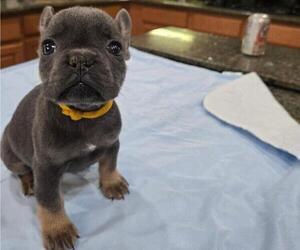 Medium French Bulldog