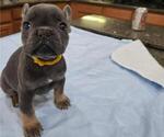 Puppy Yellow Boy French Bulldog