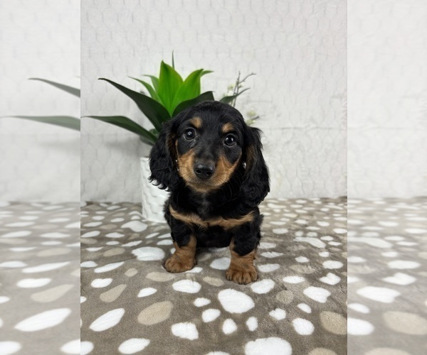 Medium Photo #4 Dachshund Puppy For Sale in INDIANAPOLIS, IN, USA