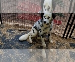 Small Photo #16 Dalmatian Puppy For Sale in DUVALL, WA, USA