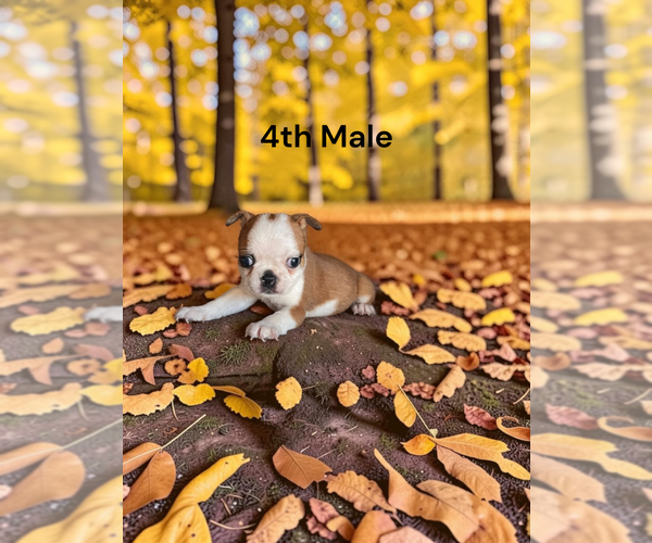 Medium Photo #1 Boston Terrier Puppy For Sale in EWING, KY, USA
