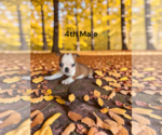 AKC USDA - Male Boston Terrier Puppy for Sale - Small photo