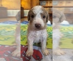 Puppy Soldier Goldendoodle
