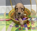 Puppy Purple Pearl Goldendoodle