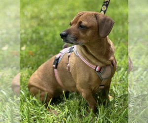 Maple - Female Dachshund-Unknown Mix Dog for Adoption - Photo #2