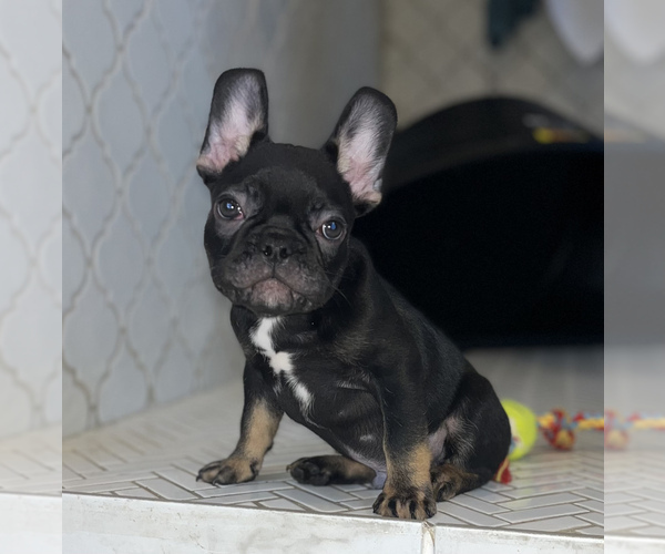 Medium Photo #5 French Bulldog Puppy For Sale in GILBERT, AZ, USA
