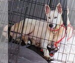 Small #13 Bull Terrier-Huskies  Mix