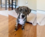 Small Mutt