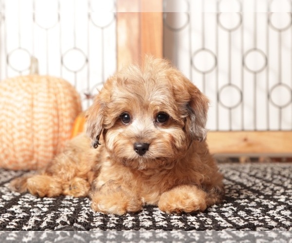 Medium Photo #4 Cavapoo Puppy For Sale in NAPLES, FL, USA