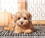 Small #3 Cavapoo