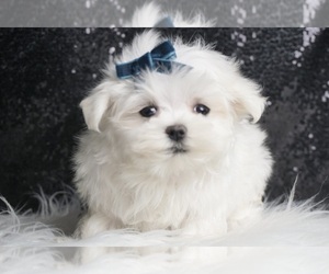 Maltese Puppy for Sale in WARSAW, Indiana USA