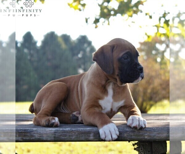 Medium Photo #3 Boxer Puppy For Sale in GORDONVILLE, PA, USA
