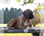 Small Photo #3 Boxer Puppy For Sale in GORDONVILLE, PA, USA