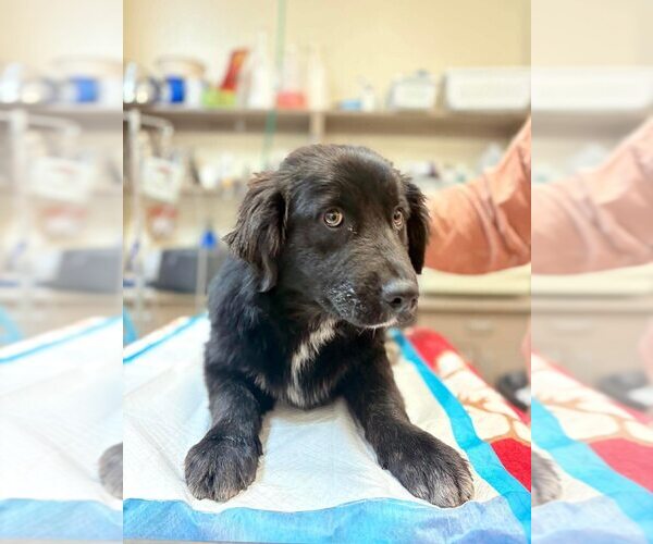 Medium Photo #2 Mutt Puppy For Sale in New York, NY, USA