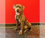 Small Mastiff Mix