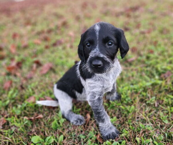 Medium Photo #3 German Shorthaired Pointer-Goldendoodle Mix Puppy For Sale in WILLACOOCHEE, GA, USA