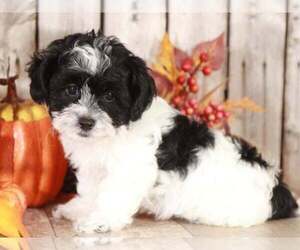 Maltipoo Puppy for sale in MOUNT VERNON, OH, USA