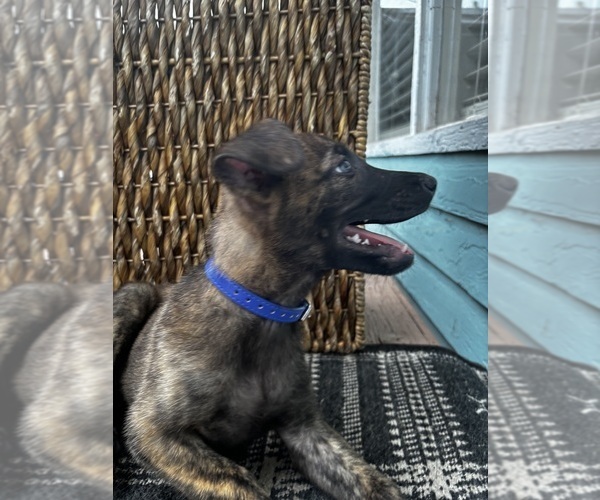 Medium Photo #12 Dutch Shepherd Dog Puppy For Sale in COMMERCE, GA, USA
