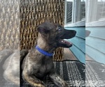 Small #11 Dutch Shepherd Dog