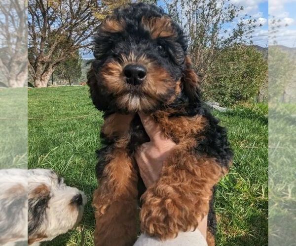 Medium Photo #2 Bernedoodle (Miniature) Puppy For Sale in PLACERVILLE, CA, USA
