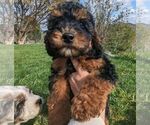 Small Photo #2 Bernedoodle (Miniature) Puppy For Sale in PLACERVILLE, CA, USA