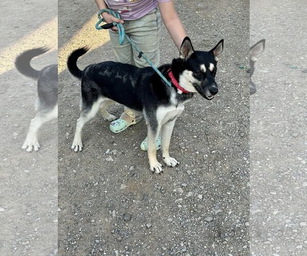 Medium Photo #15 Huskies -Unknown Mix Puppy For Sale in Minneapolis, MN, USA