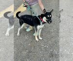 Small #14 Huskies  Mix