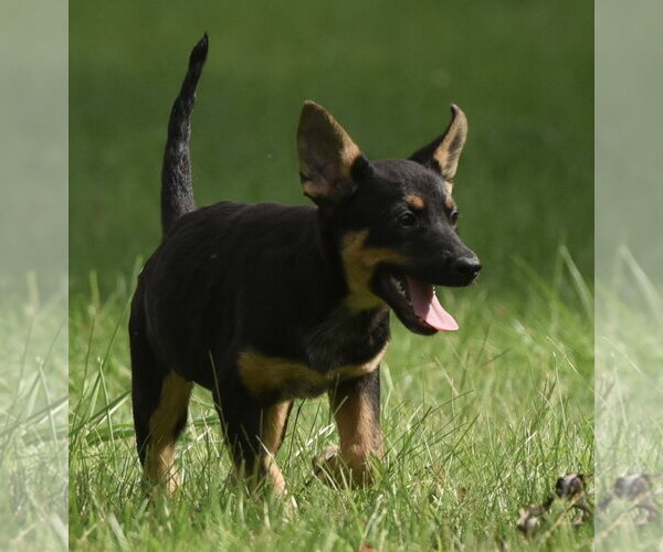 Medium Photo #9 Mutt Puppy For Sale in Mechanicsburg, PA, USA