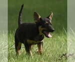 Small #8 Mutt