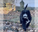 Small Photo #9 Aussiedoodle Puppy For Sale in CROWN POINT, IN, USA